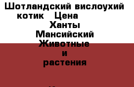 Шотландский вислоухий котик › Цена ­ 1 000 - Ханты-Мансийский Животные и растения » Кошки   